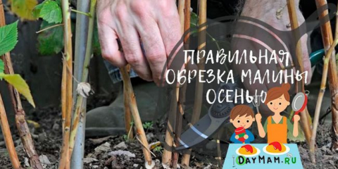 Malinový lem na podzim pro začátečníky v obrazech